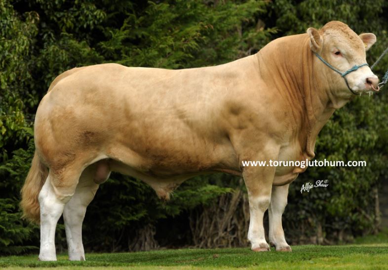 Blonde d'Agutane Sığır Irkı 