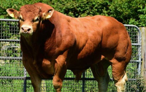 Limuzin Sığır Irkı - Limousin Cattle 