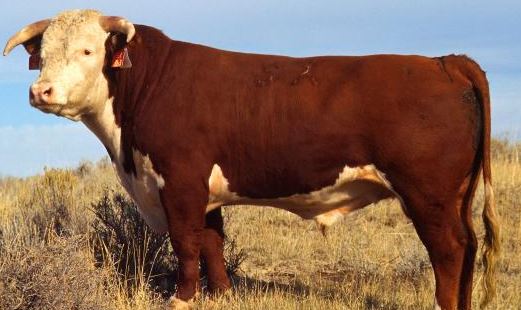 Hereford Sığır ırkı